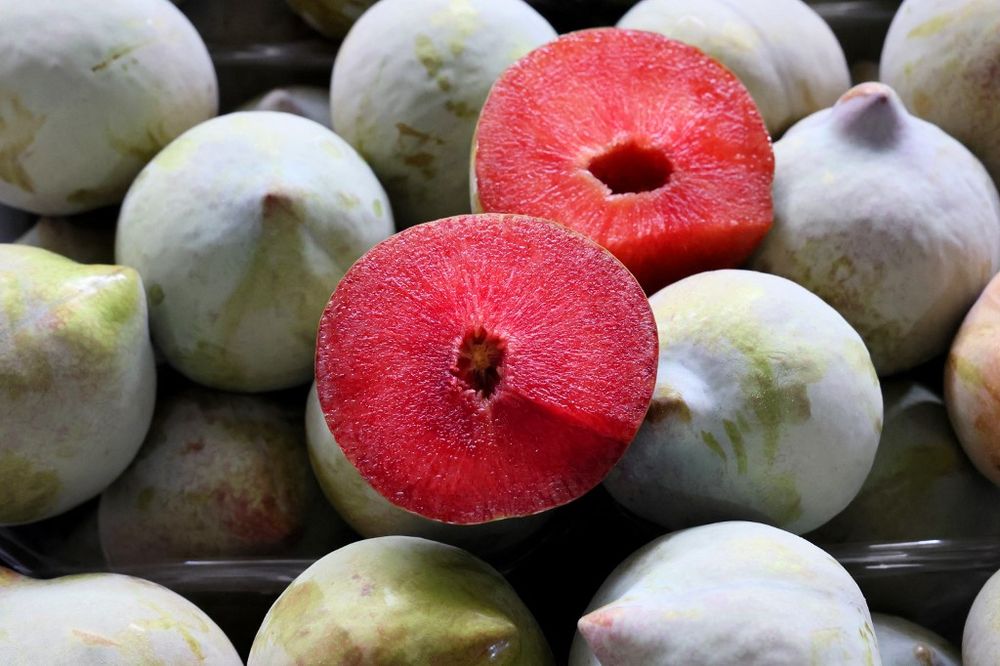 A variety of 'Watermelon Plums,' one of the creations of hybrid fruits by an Israeli hybrid fruit grower in the moshav of Yesod HaMa'Ala in northern Israel, on July 21, 2022.