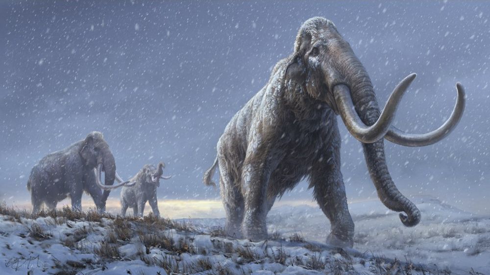 Illustration: Woolly mammoth