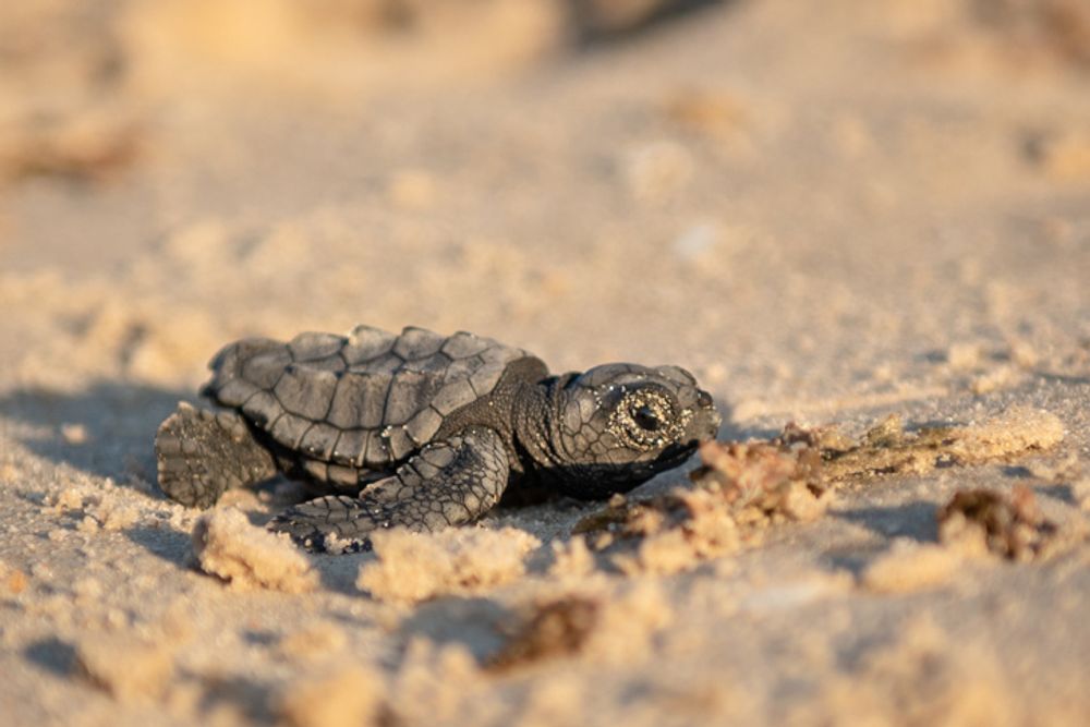 A small green sea turtle makes his way through the sand towards the sea after hatching from a nest, at Palmahim beach, Israel.