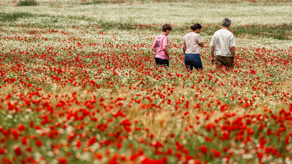 שדה פרגים בשפלה, פריחה, אביב