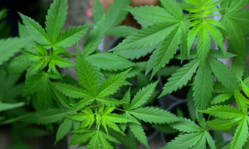 Plants de cannabis