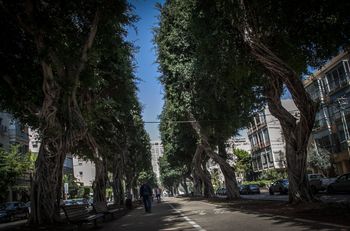 Des arbres bordent l'avenue Nordau à Tel Aviv, le 4 mars 2017