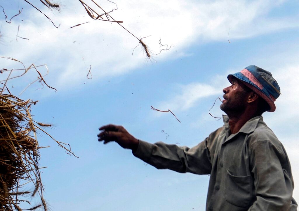 Egypt Shifts From Wheat Tenders To Direct Deals Amid Ukraine Uncertainty - Vimarsana News