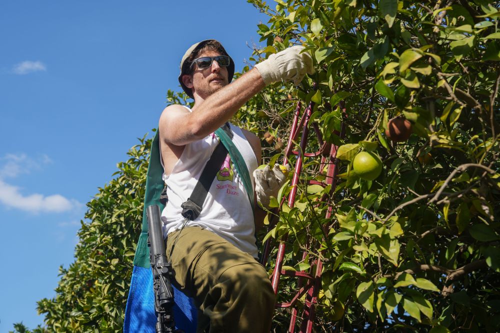 Israeli reserve soldier help farmers pick their oranges after the place was evacuated by the state, in Moshav Beit Hillel, not far from the Israeli border with Lebanon