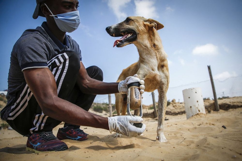 Gaza Shelter Turns Toys Into Aids For Paralyzed Animals - I24NEWS