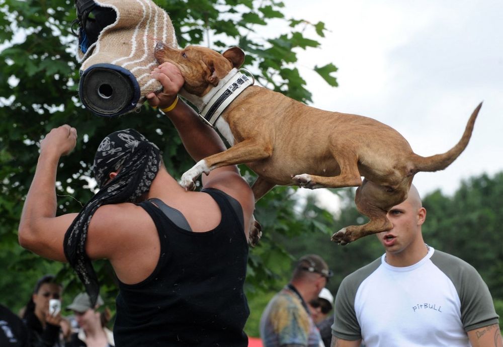 A man looks on his Pitbull dog during a defense demonstration.