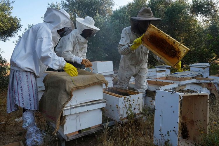 Palestinian Beekeepers Feel Sting Of Climate Change - I24NEWS