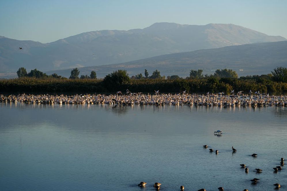 אגמון החולה, ארכיון