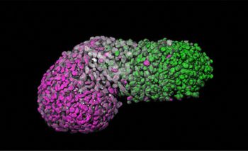 Illustration - A scan of a model embryos scientists created using human stem cells.