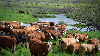 עדר פרות ברמת הגולן אחרי הגשם