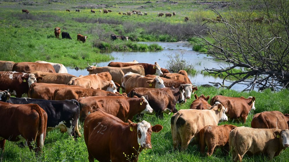 עדר פרות ברמת הגולן אחרי הגשם