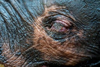 Khanysia, a five-month-old albino elephant, at the Hoedspruit Elephant Rehabilitation and Development center in Hoedspruit, South Africa, February 11, 2020.