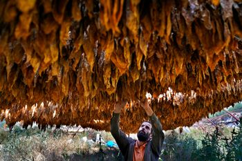 Farmer Nazih Sabra checks tobacco leaves at his farm at Harf Beit Hasna village, in Dinnieh province, north Lebanon, on September 7, 2022.