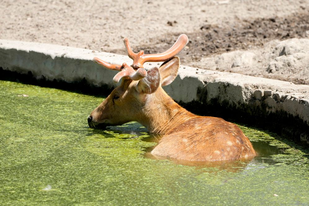 As India reels under an intense heat wave, a deer cools off in a pond at a zoological park in Lucknow, Uttar Pradesh.
