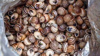 Des escargots, image d'illustration