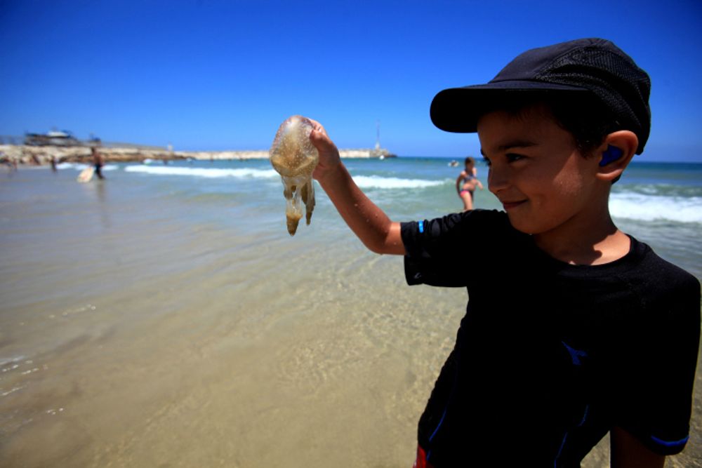 A young boy plays with a dead jellyfish on the beach of Ashkelon, Israel, July 06, 2013.