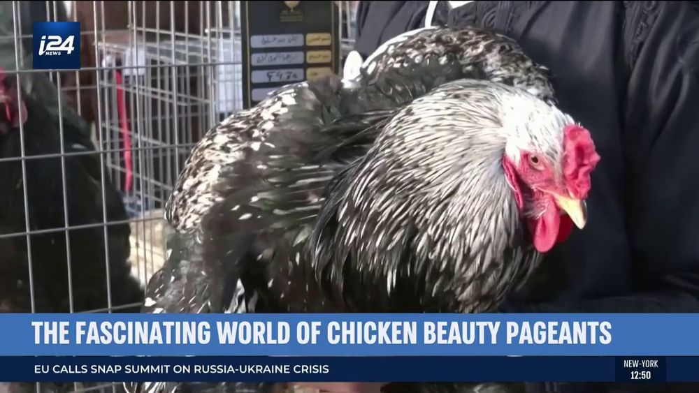 Chicken Beauty Pageants Hit North Africa With Libya Debut - i24NEWS