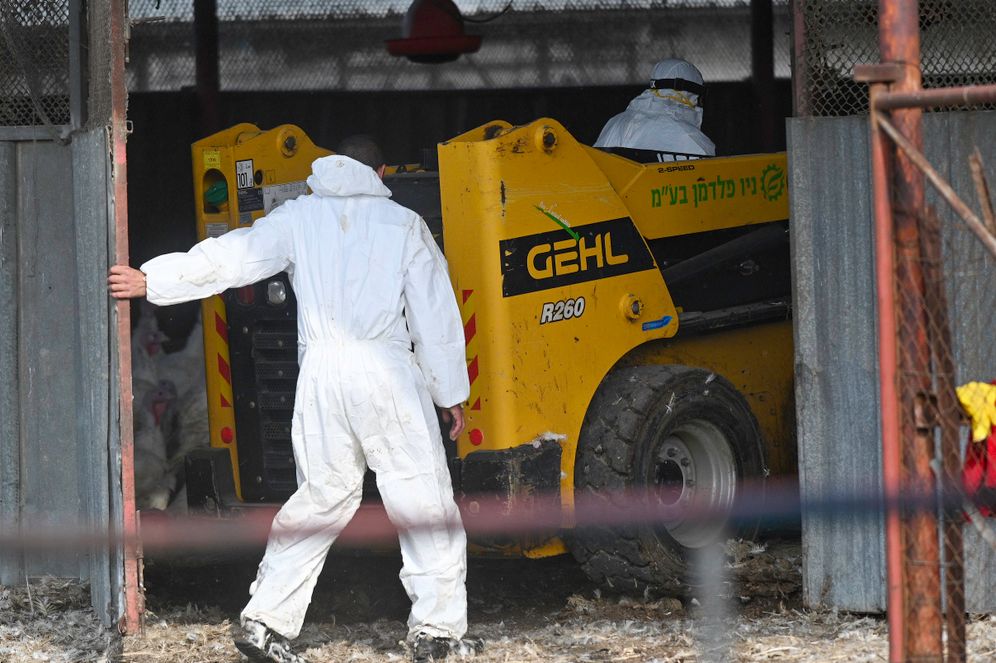 Des travailleurs en tenue de protection à Moshav Givat Yoav, dans le nord d'Israël, le 29 décembre 2021, à la suite d'une épidémie de grippe aviaire