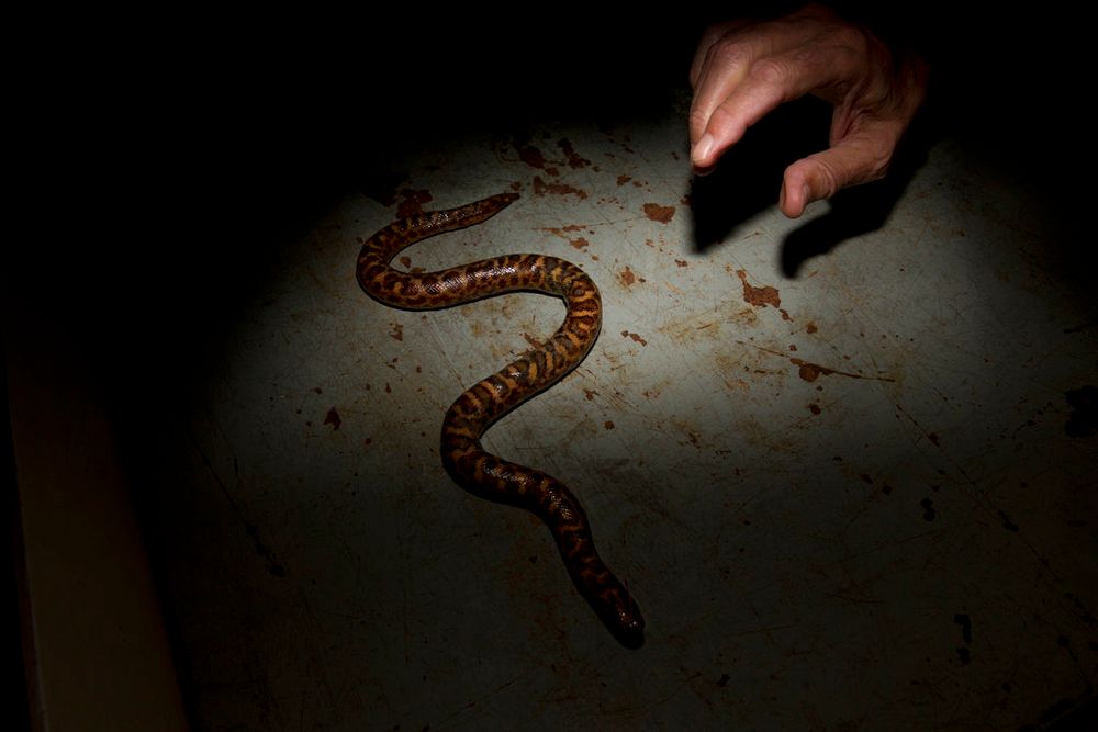 A taxidermist prepares a stuffed snake to be displayed at the Steinhardt Museum of Natural History in Tel Aviv, Israel, on June 22, 2017.
