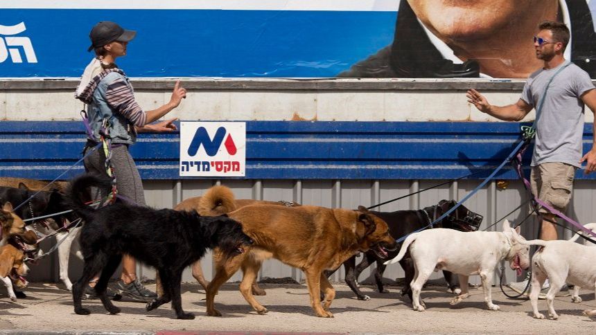 Israël fait face à une forte recrudescence des cas de rage