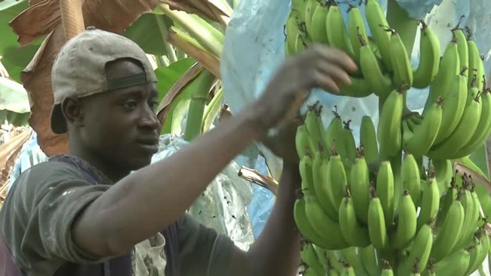 قطاع زراعة الموز ينجد الميزان التجاري في الجزائر