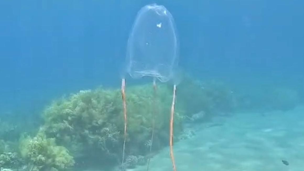 Eilat : une rare méduse cubique observée en mer Rouge