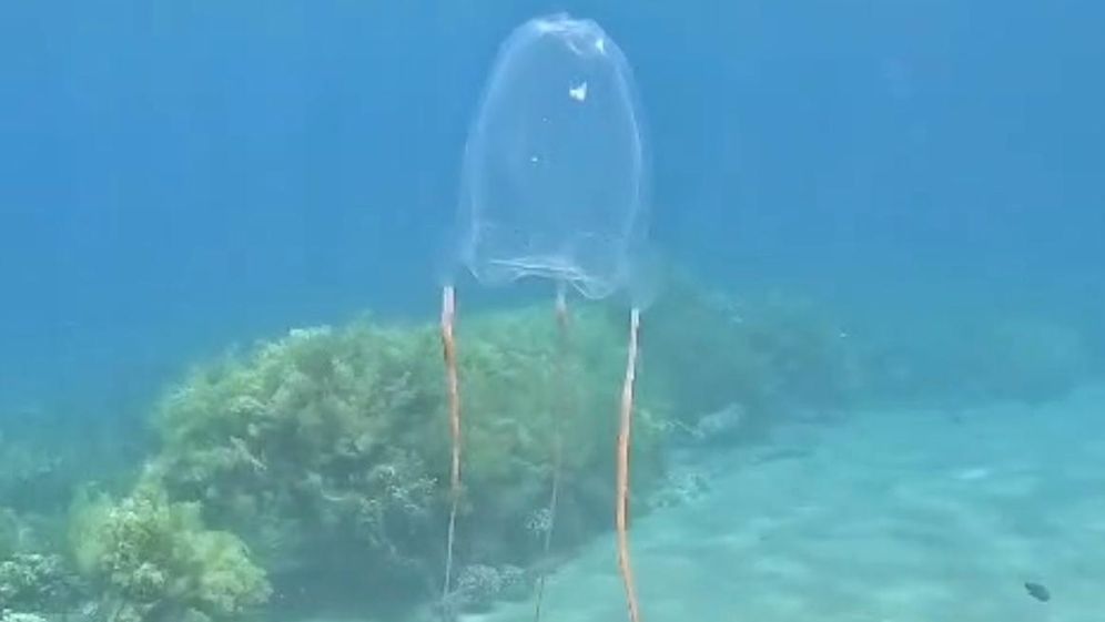Nature and Mountain Athority Eilat: a rare box jellyfish observed in the Red Sea