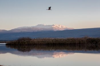 طائر كركي مهاجر فوق وادي الحولة مع جبل الشيخ في الخلفية
