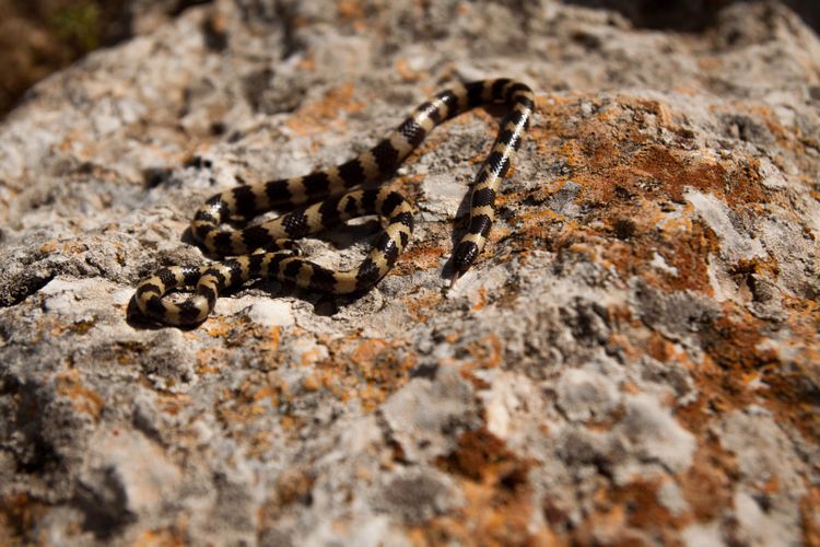 Scientists make 'rare' new identification of snake family