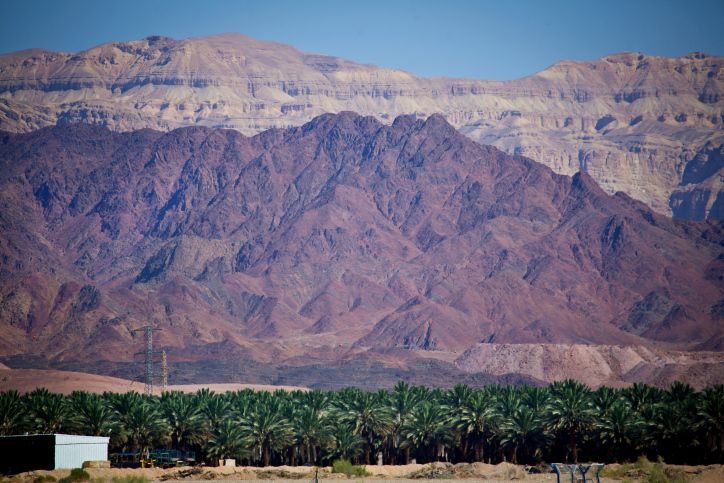 Israelis Ask Court To Save Ancient Palm Trees From Pollution - Vimarsana News