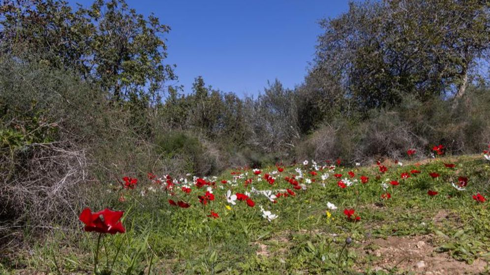 פריחה בקיבוץ גבעת ברנר, ארכיון