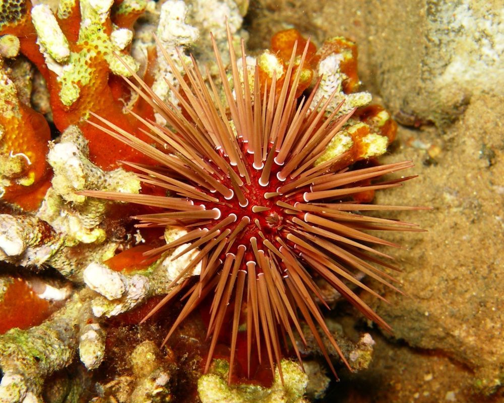 A member of an Echinometra sea urchin species is pictured.