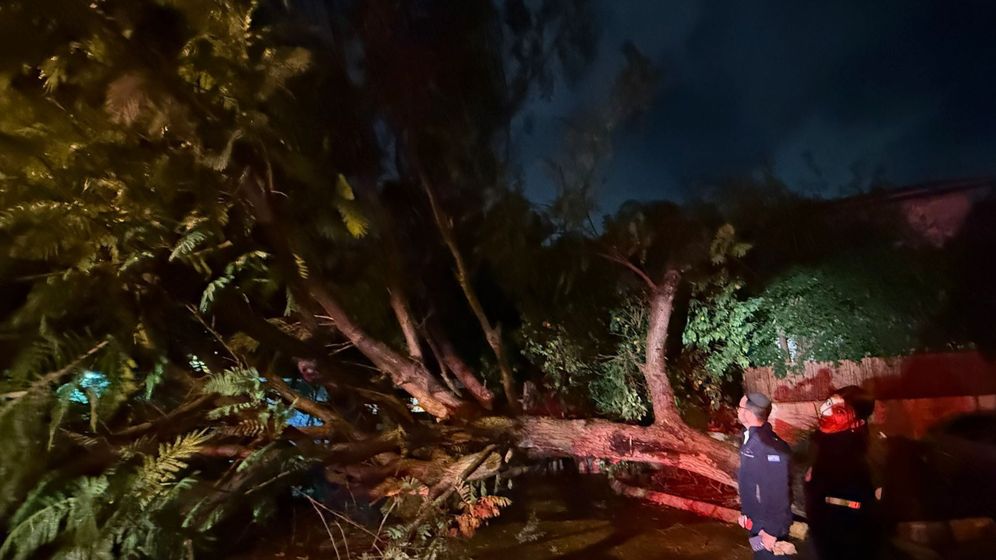 Arbre tombé à Ramat Gan à cause des intempéries