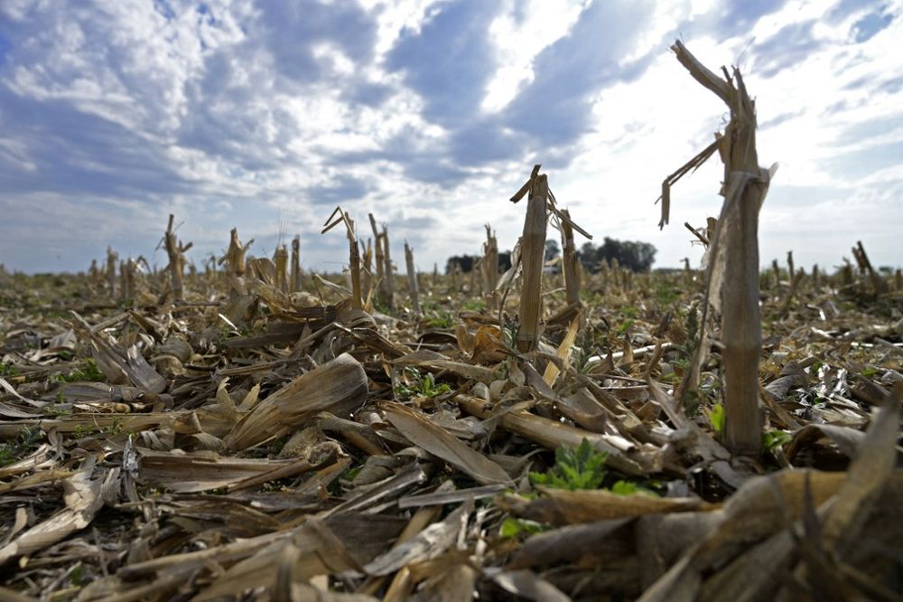 View of a harvested corn field at a farm near Ramallo, some 245 km north-west of Buenos Aires, Argentina, on October 9, 2019.
