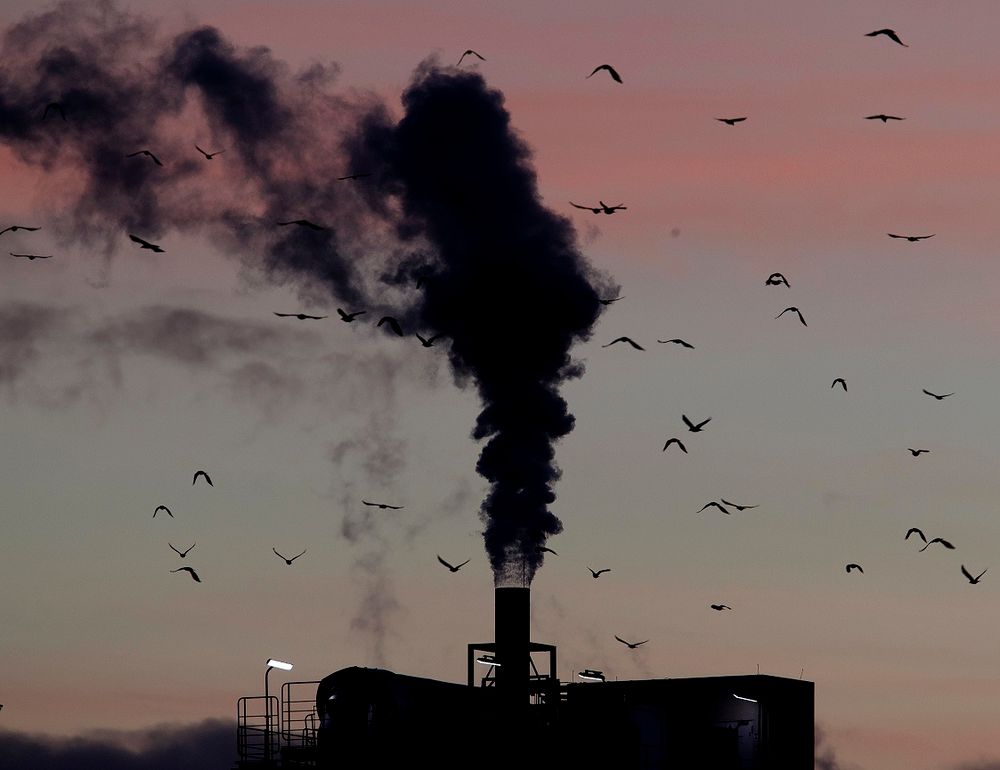 Concerns Mount Over Mass Wildlife Extinction - I24NEWS Concerns Mount Over Mass Wildlife Extinction - I24NEWS