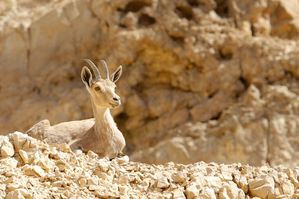 A female ibex is seen in Israel's desert on April 13, 2013.