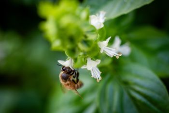 דבורה, ארכיון