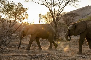 Elephant calves during a morning walk at Reteti Elephant Sanctuary in Namunyak Wildlife Conservancy, Samburu, Kenya on October 12, 2022.