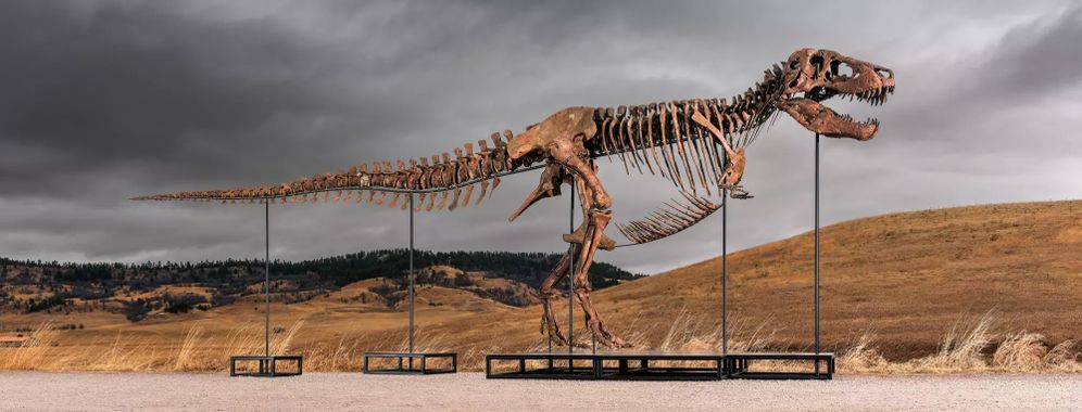 Sotheby’s / Matthew Sherman "Gus," the Tyrannosaurus rex