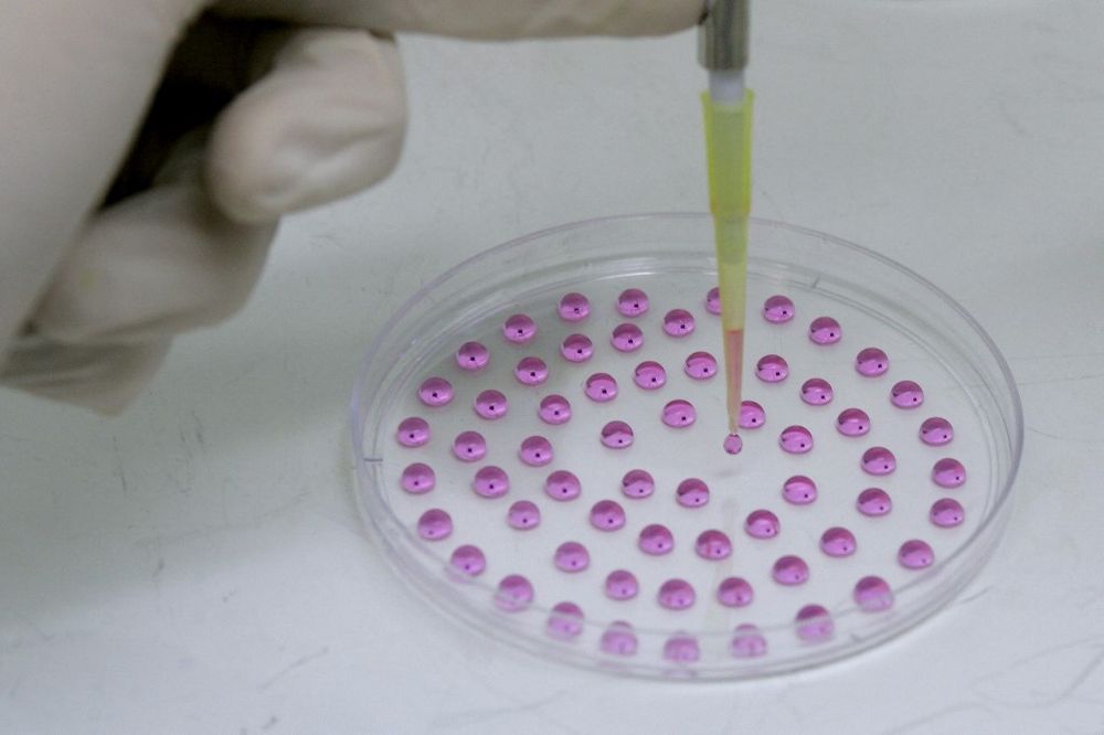 Illustration - Un chercheur manipule des gouttes de cellules souches embryonnaires dans un laboratoire