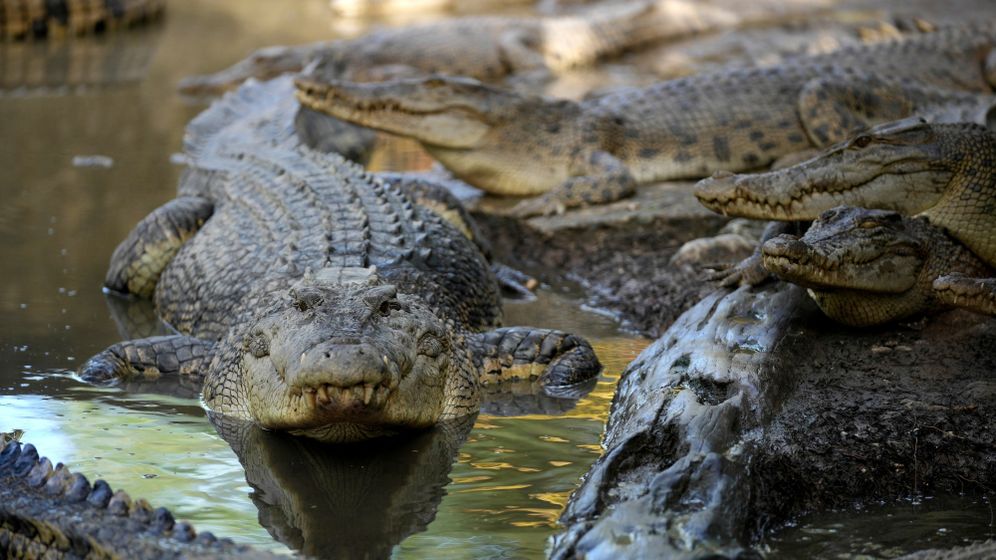 AP Photo/Dita Alangkara A crocodile nicknamed Karossa, after the name of a village it was captured from following the fatal attack of a man, rests with others inside an enclosure in Budong-Budong, West Sulawesi Island, Indonesia, Monday, Feb. 24, 2025.