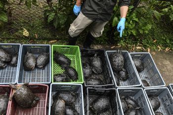 A worker from Medellin Conservation Park counts turtles recovered from illegal wildlife trafficking, in Medellin, Colombia, on October 20, 2021.
