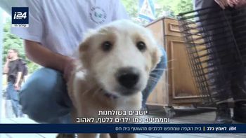 להרוויח אהבה ולהציל חיים: הכלבים מעוטף עזה שמחכים לאימוץ