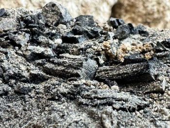 7th century BCE Charred wood from Giv'ati parking lot in Jerusalem