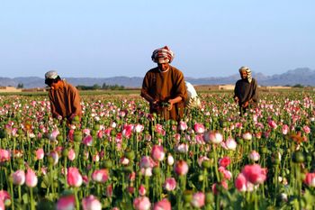 FILE - In this April 11, 2016 file photo, farmers harvest raw opium at a poppy field in the Zhari district of Kandahar province, Afghanistan