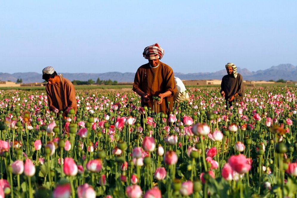 FILE - In this April 11, 2016 file photo, farmers harvest raw opium at a poppy field in the Zhari district of Kandahar province, Afghanistan