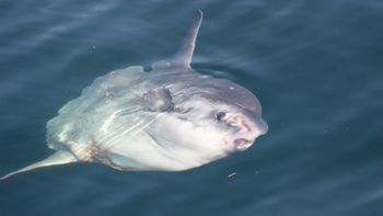 Un rare poisson-lune de 1,70 mètre observé dans le golfe d’Eilat
