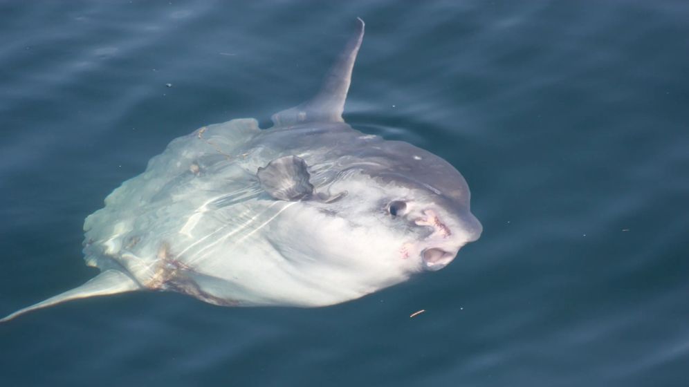 Un rare poisson-lune de 1,70 mètre observé dans le golfe d’Eilat