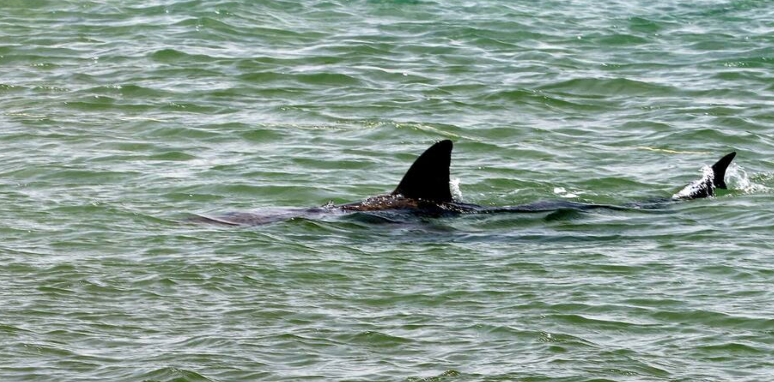 Analyse | Le requin chagrin, par Raphaël Jerusalmy