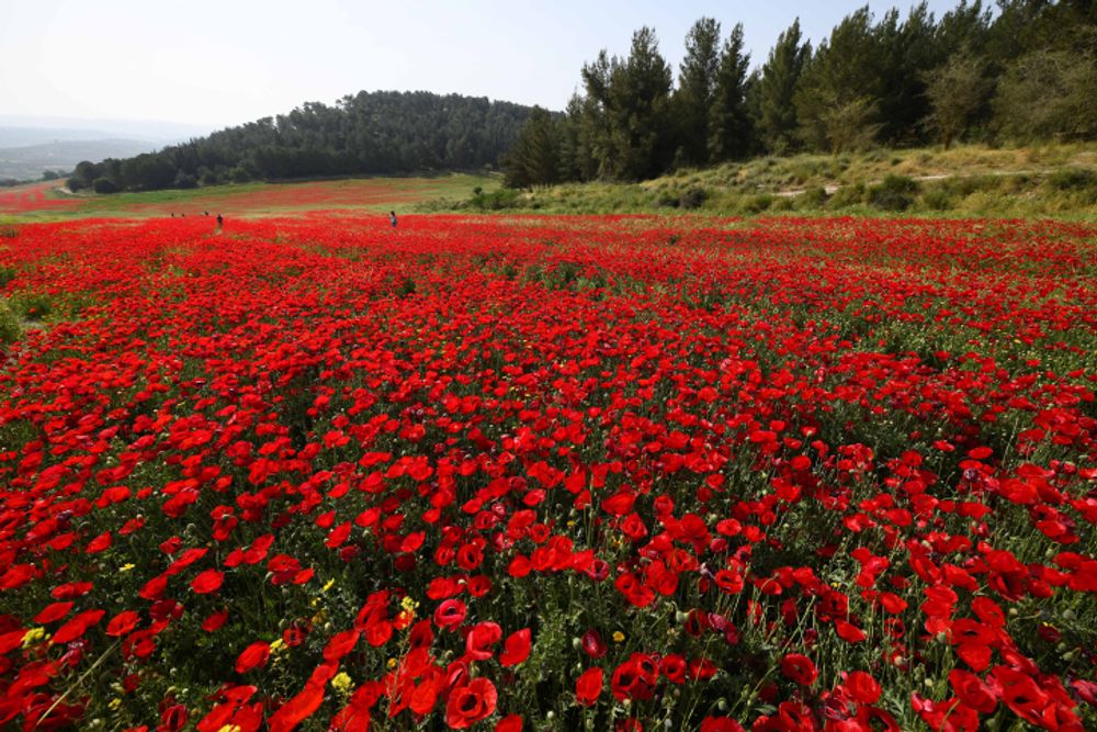 View of a field of blooming poppy, in Moshav Aderet, Israel, April 27, 2022.